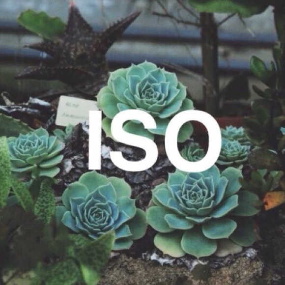 ISO!!! - Picture 1 of 4